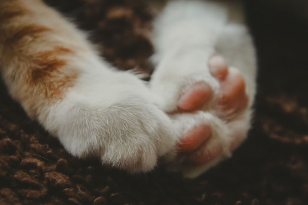 Close-up view of a white cat's paw showing pink paw pads resting against a dark brown textured surface.