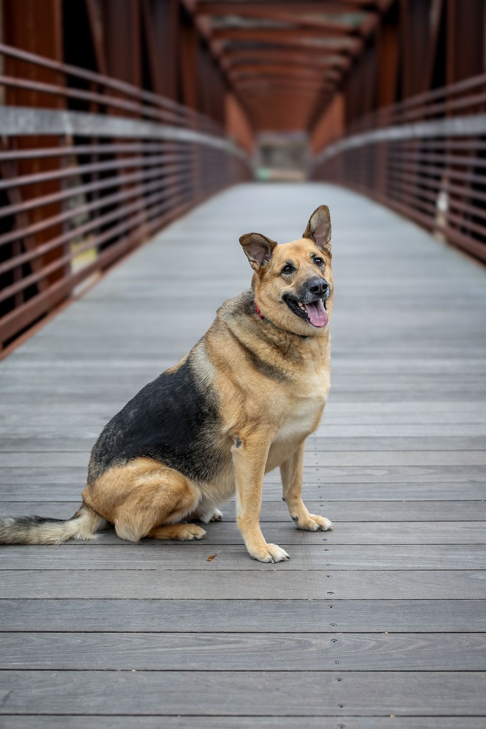 German Shepherd mix dog sits alertly on wooden bridge with railing in background.