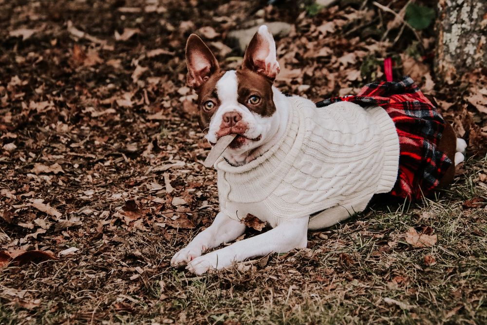A Boston Terrier dog wearing a white sweater and plaid skirt sits on brown autumn leaves in an outdoor setting.