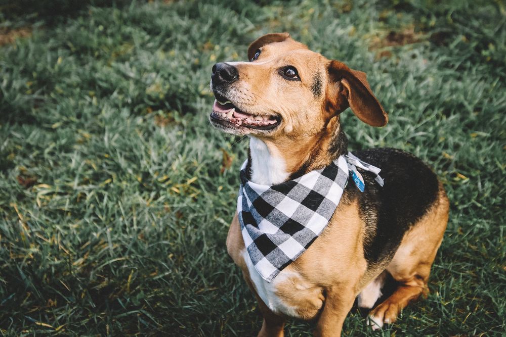 Happy beagle mix dog wearing black and white checkered bandana sits on grass looking up with cheerful expression.