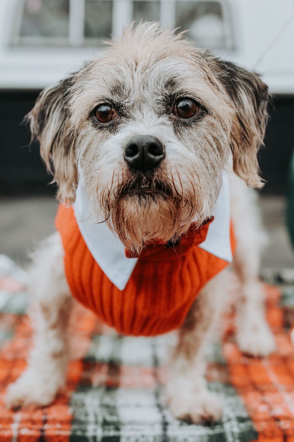 Small shaggy dog wearing an orange and white collar sweater sits on a plaid blanket looking into the camera.