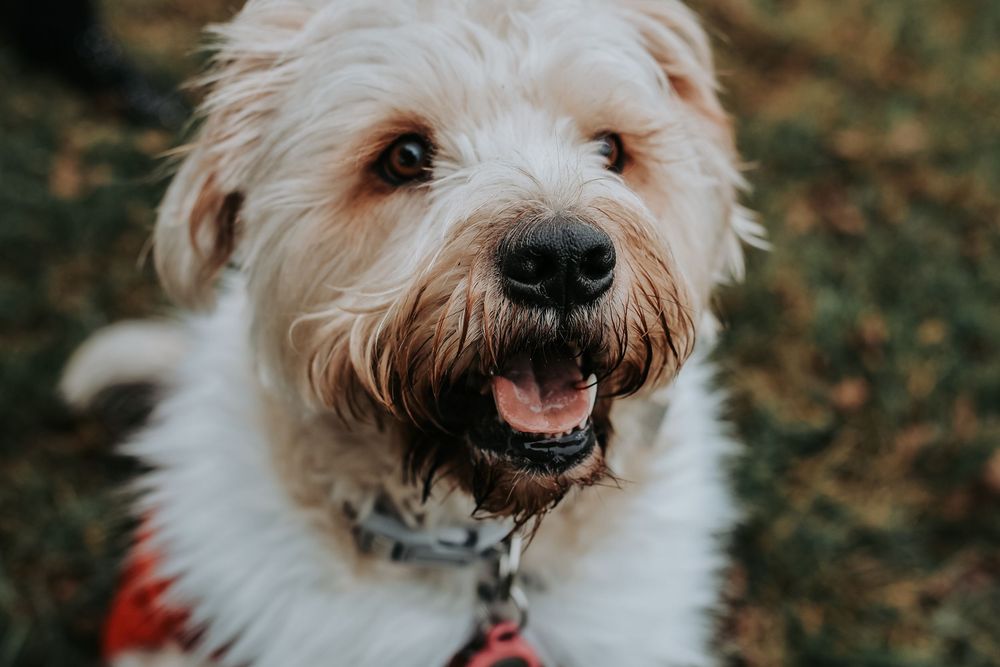A happy white fluffy dog with a big smile and red collar poses for a close-up portrait outdoors.