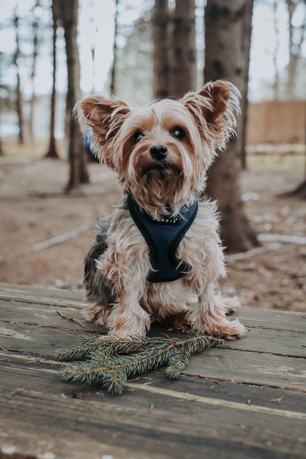 Adorable Yorkshire terrier puppy wearing blue harness sits on wooden deck with pine branches in forest setting.