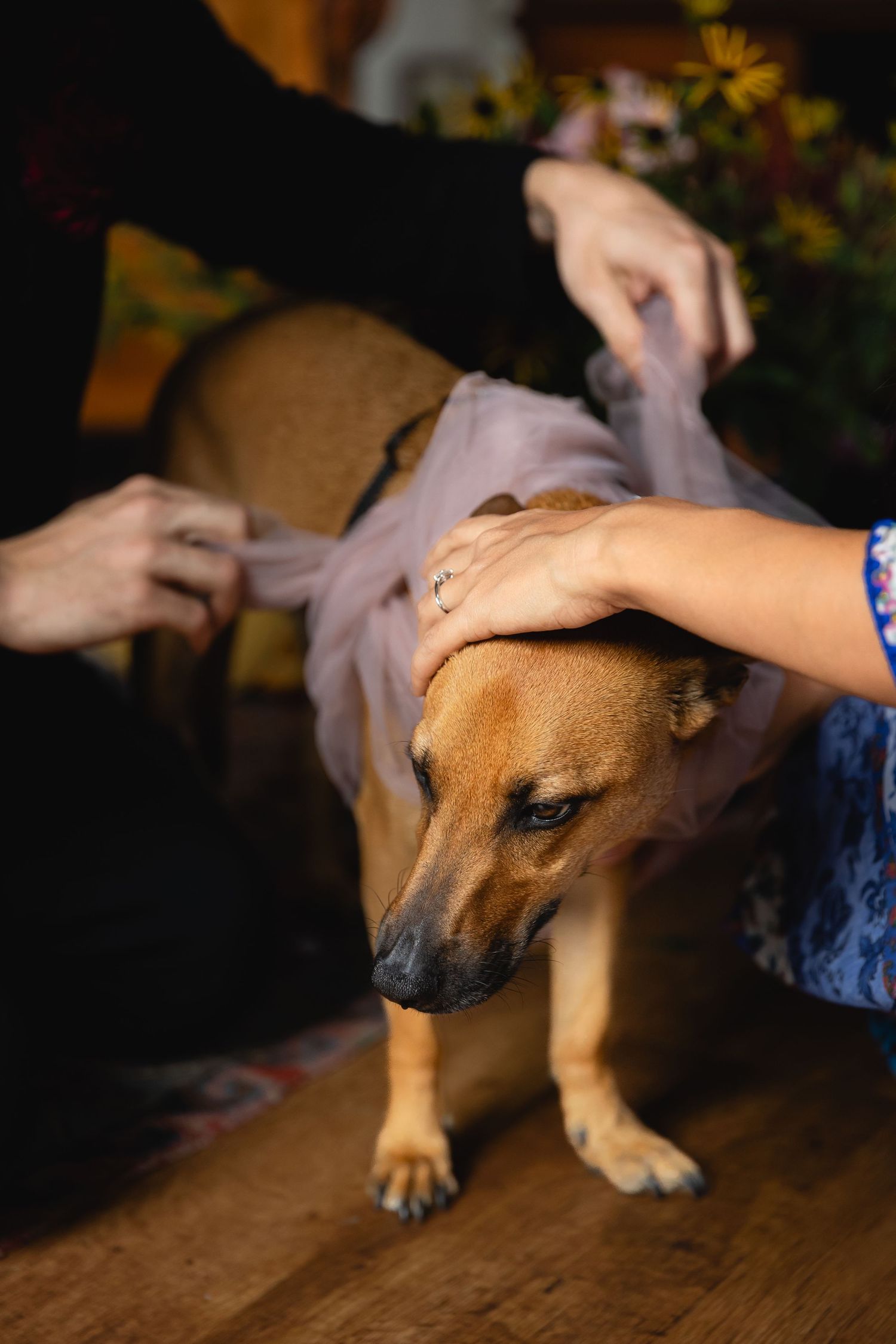 A brown dog receives gentle pets from multiple hands while standing on a wooden floor.