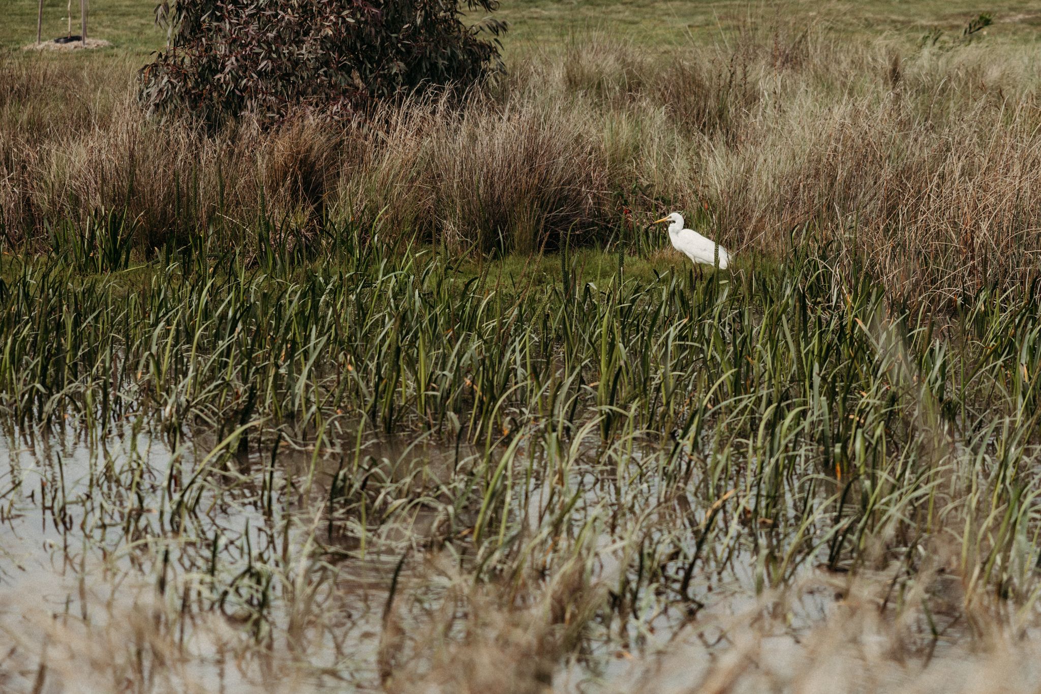 werribee photographer
