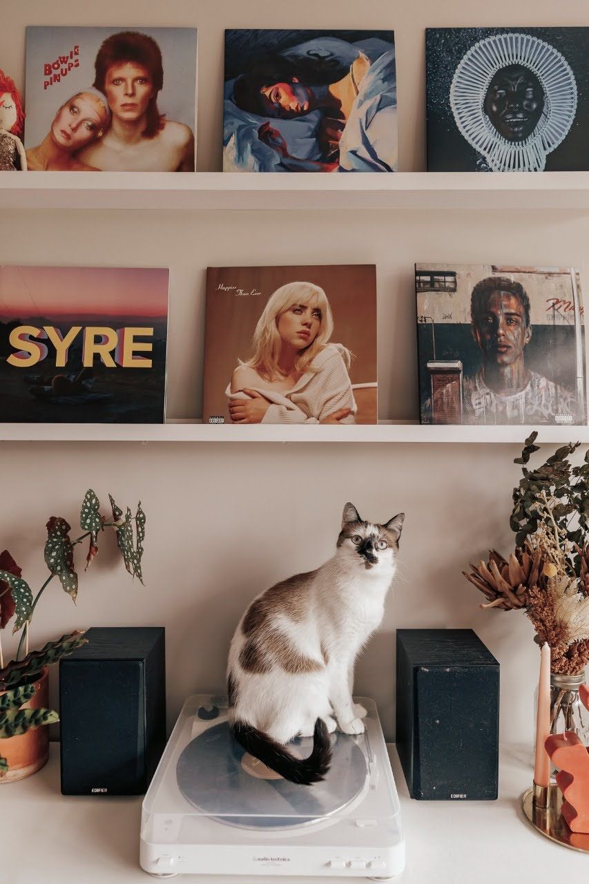 A siamese cat sits atop speakers with album covers displayed on floating shelves above.