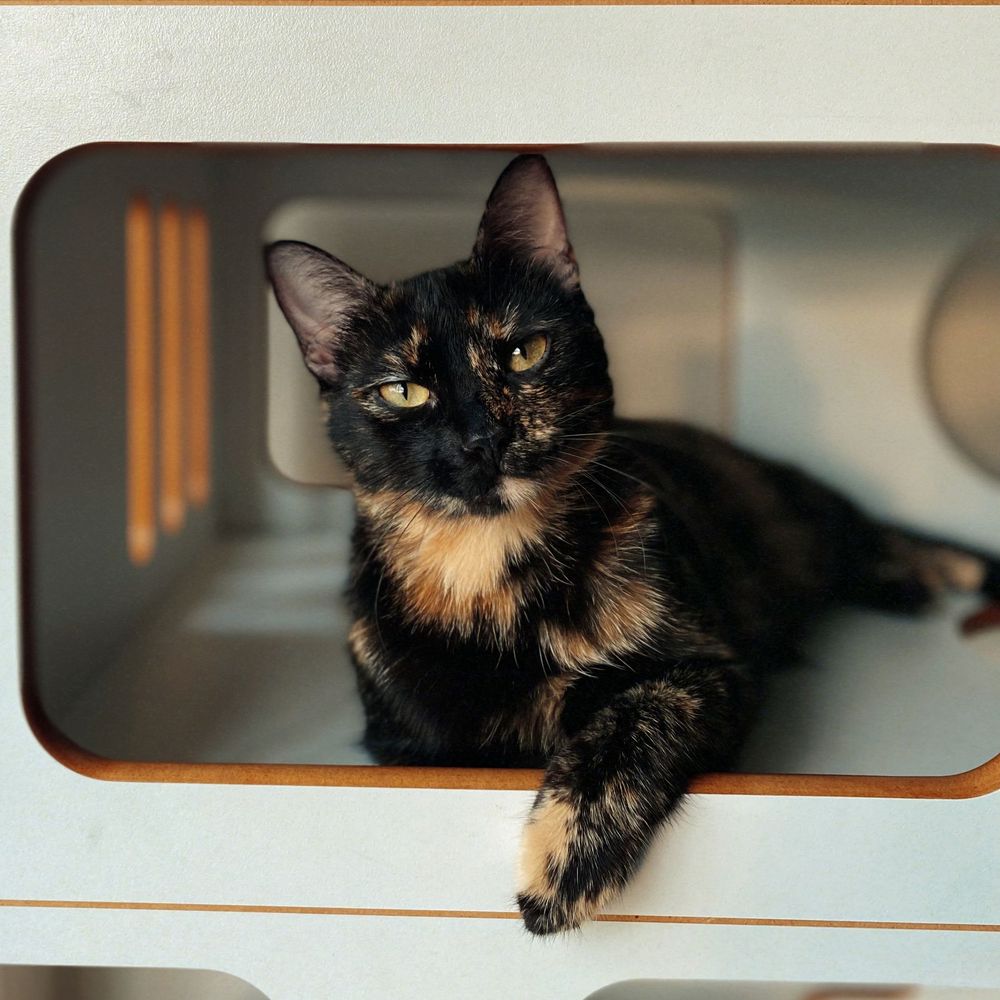 Close-up of a tortoiseshell cat with striking yellow eyes resting in a white alcove.