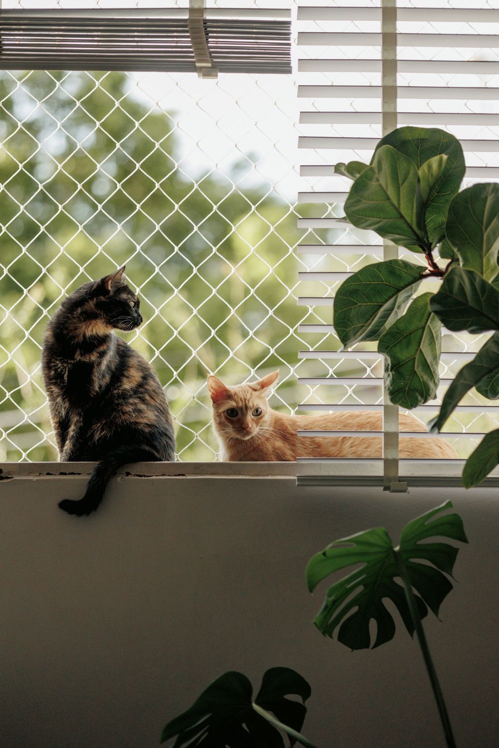 Two cats sitting on windowsill with monstera plants and white blinds in background.