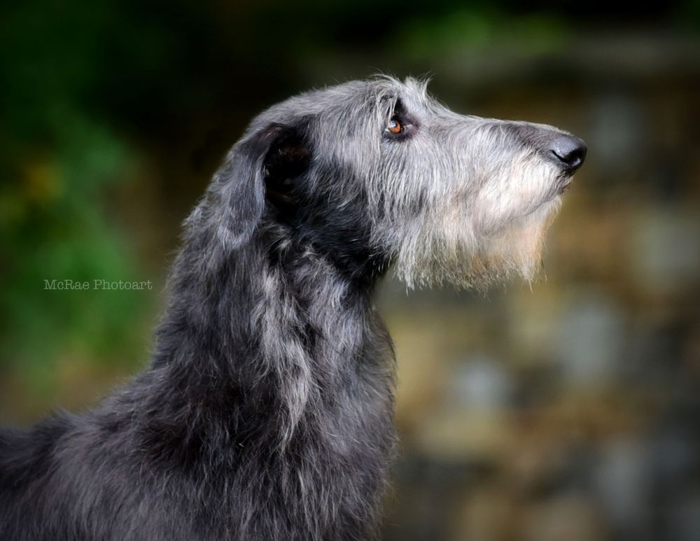 Scottish Deerhound headstudy portrait