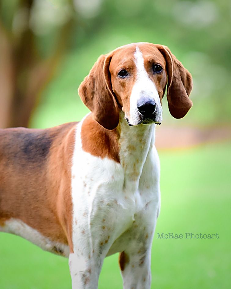 American Foxhound portrait
