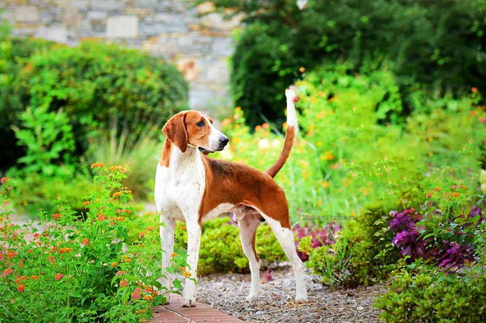 American Foxhound portrait