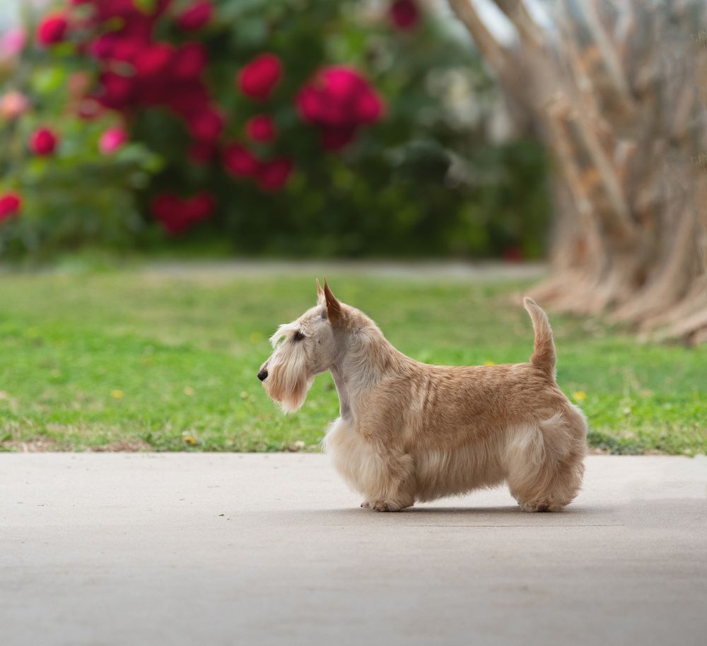 Wheaten Scottish Terrier portrait