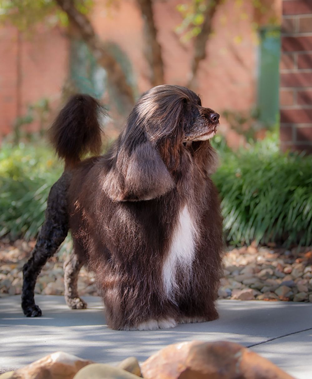 Portuguese Water Dog Champion