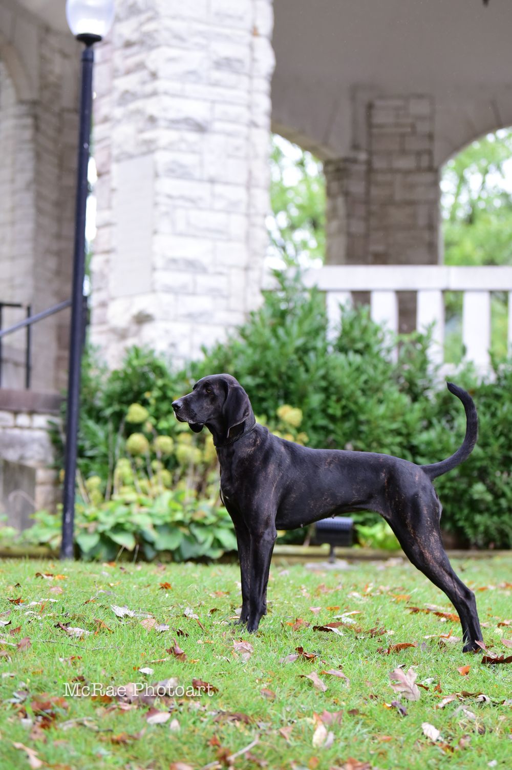 Plott Hound portrait