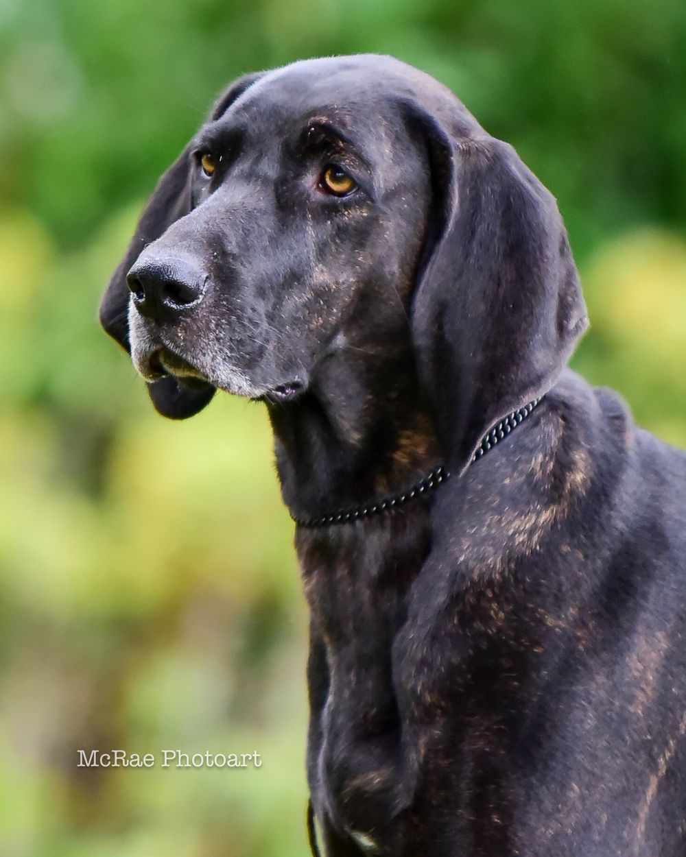 Plott hound headstudy