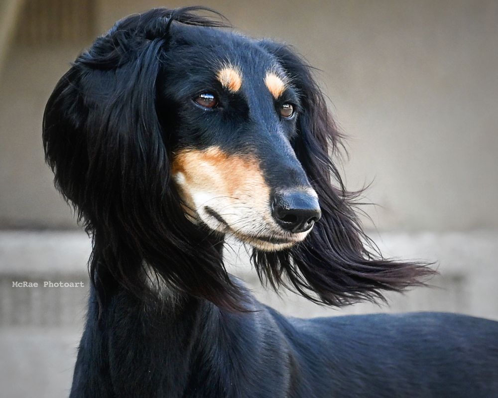 Black and tan Saluki dog headstudy