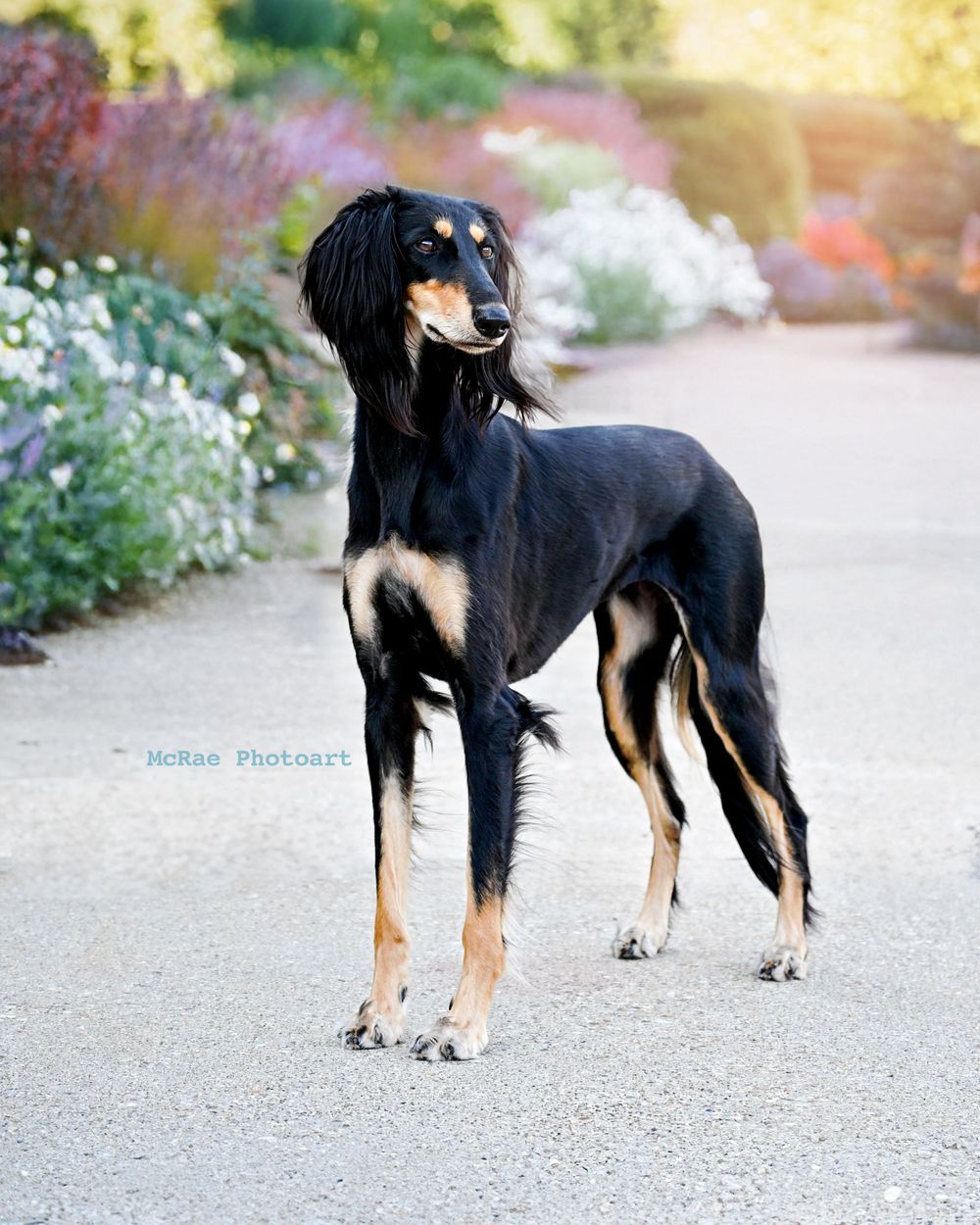 Black and tan Saluki dog in blooming flower garden
