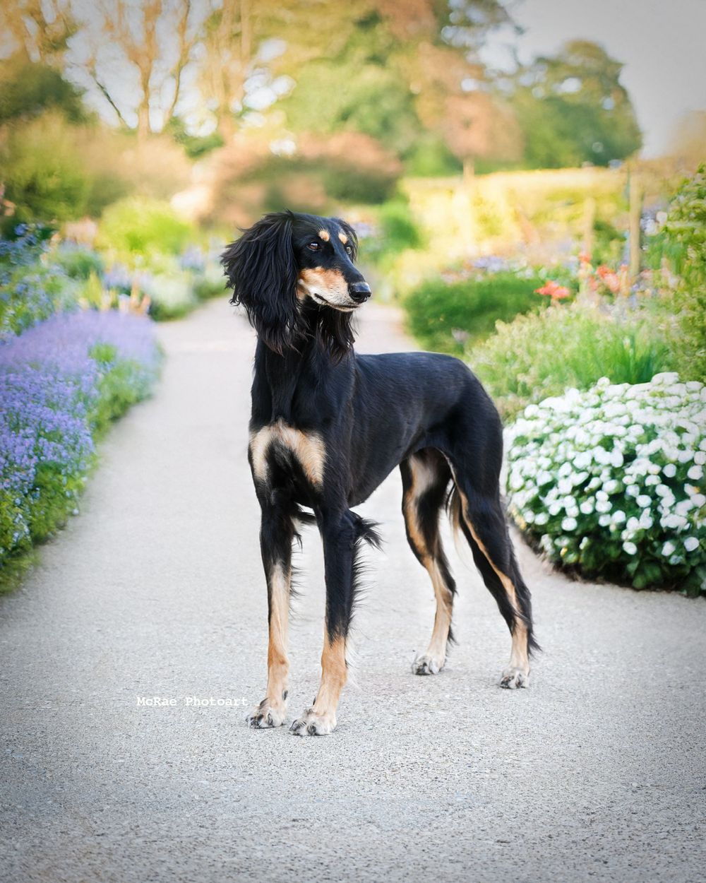 Saluki dog in blooming flower garden