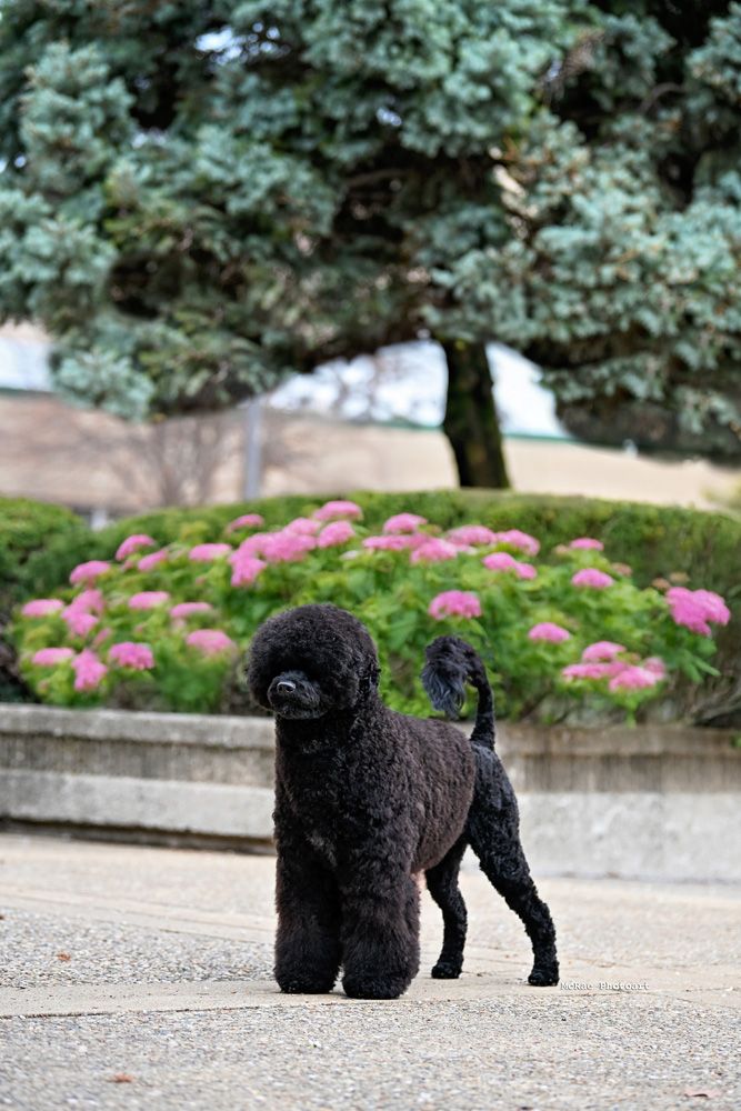 Portuguese Water Dog