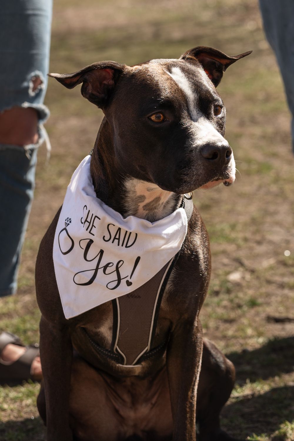 Brown and white dog wearing bandana with 'She Said Yes' text in outdoor setting.