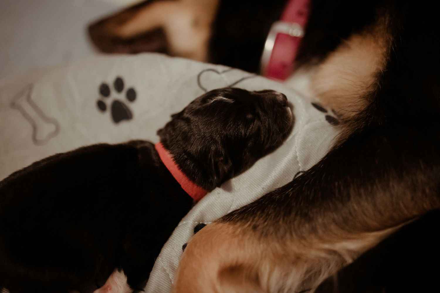 Sleeping black and white puppy on paw print patterned blanket.