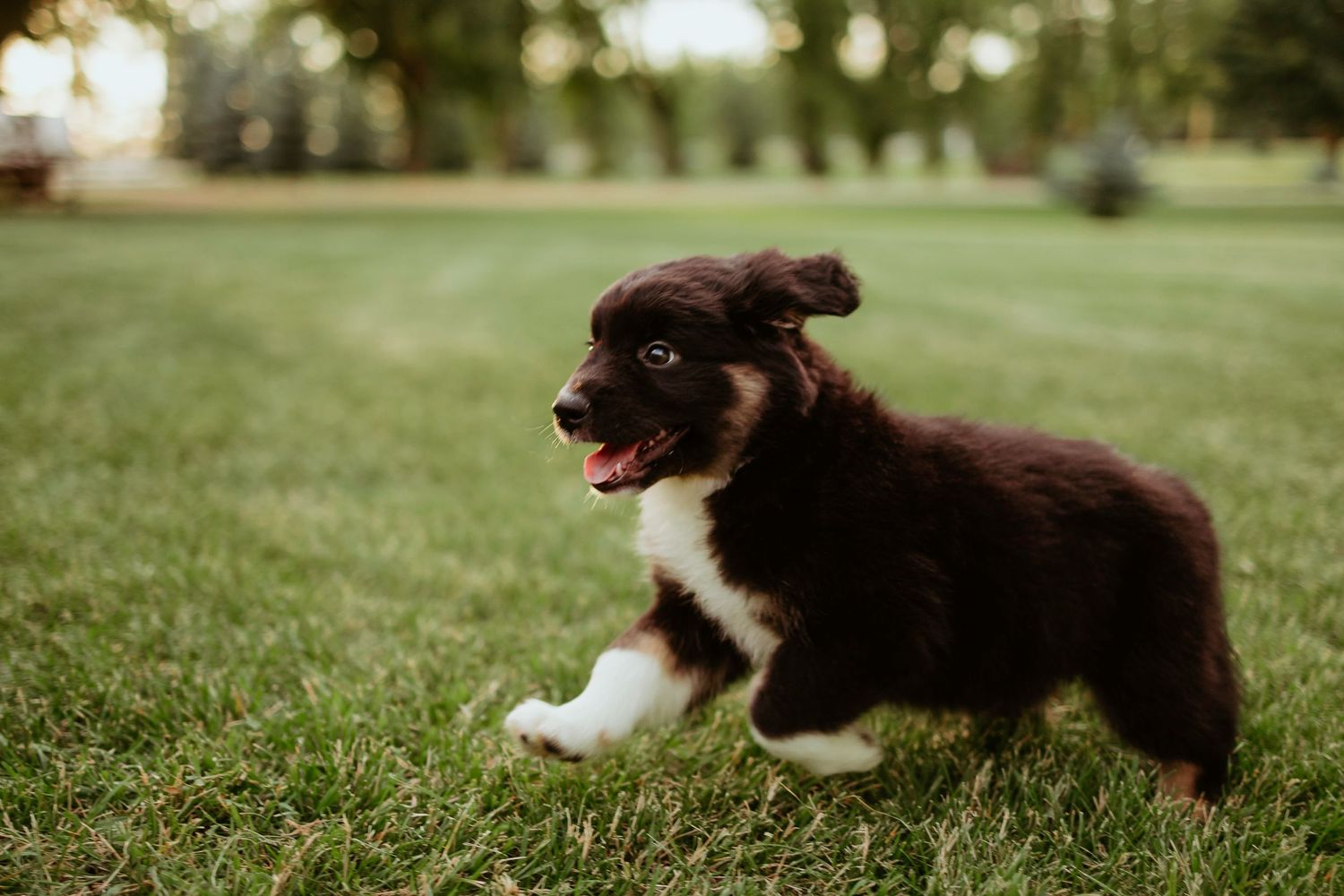 Australian shepherd puppy bounding through green parkland with excitement.