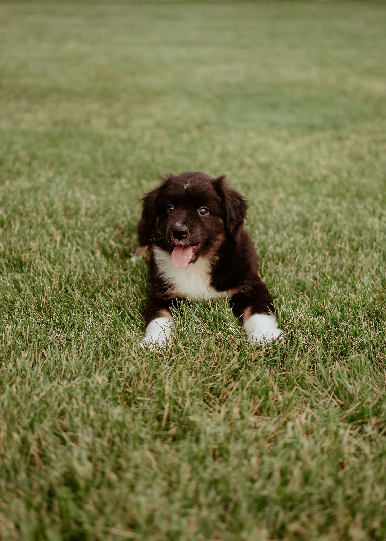 Brown and white puppy laying in green grass with tongue out and happy expression.