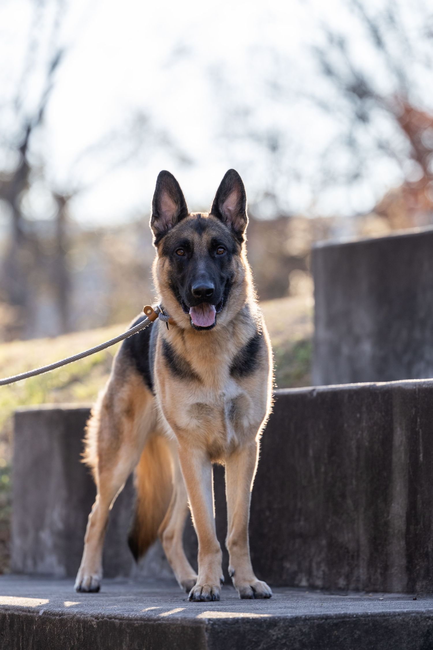 Alert German Shepherd dog standing attentively on concrete steps with a leash.