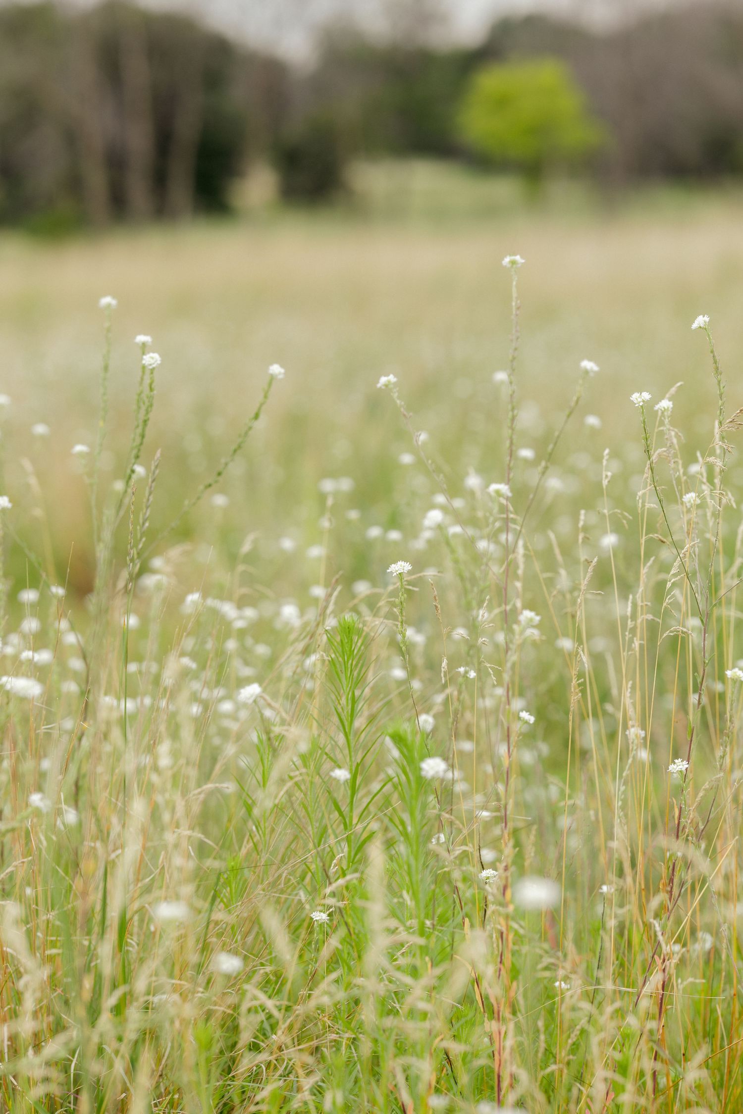 Close-up of delicate white wildflowers in a meadow with soft bokeh effect.