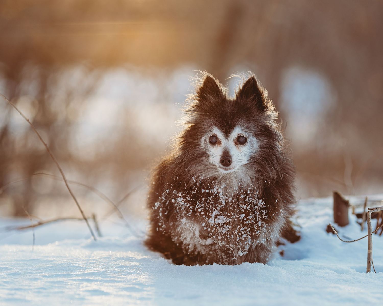 small senior dog in the snow