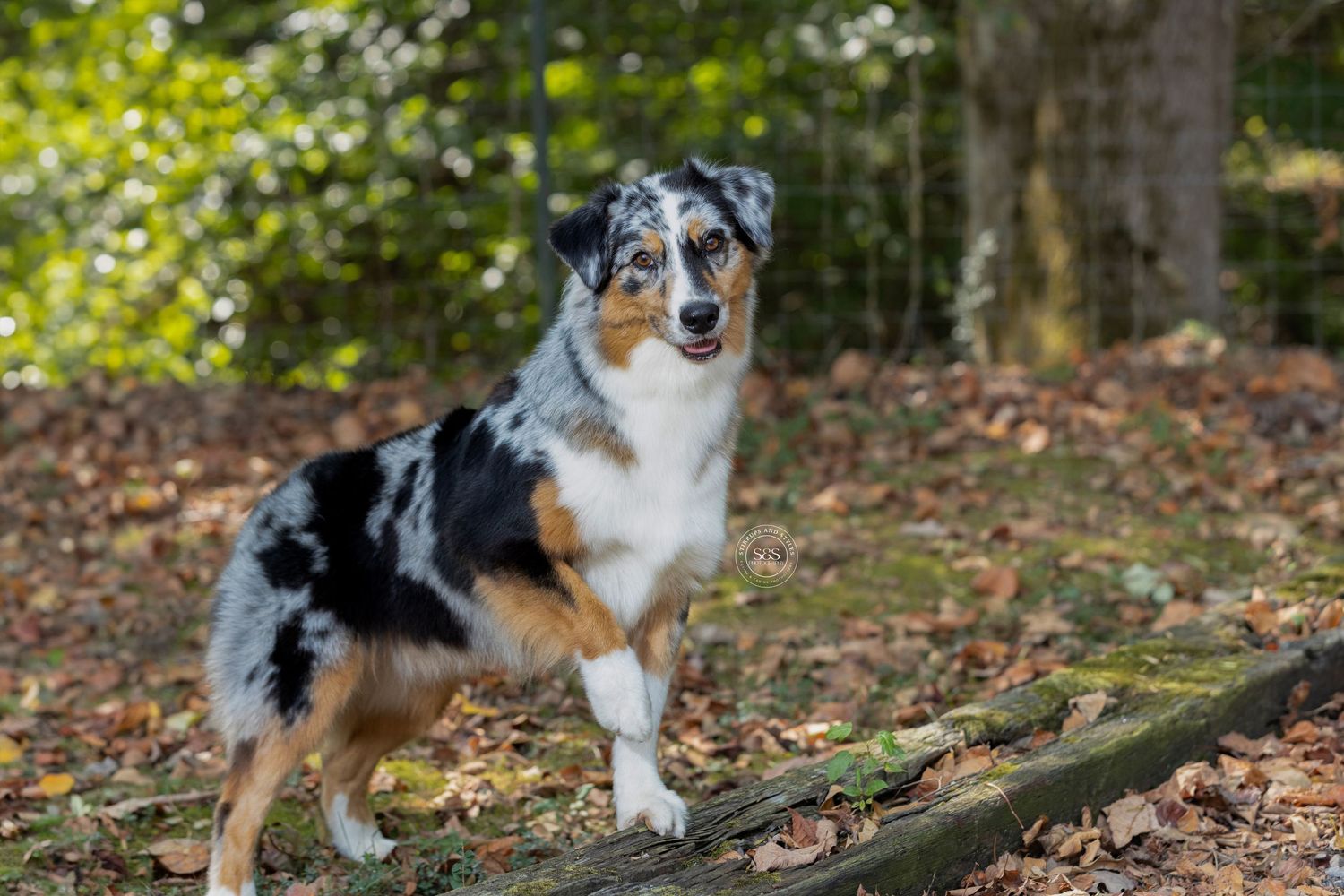A dog posing for camera