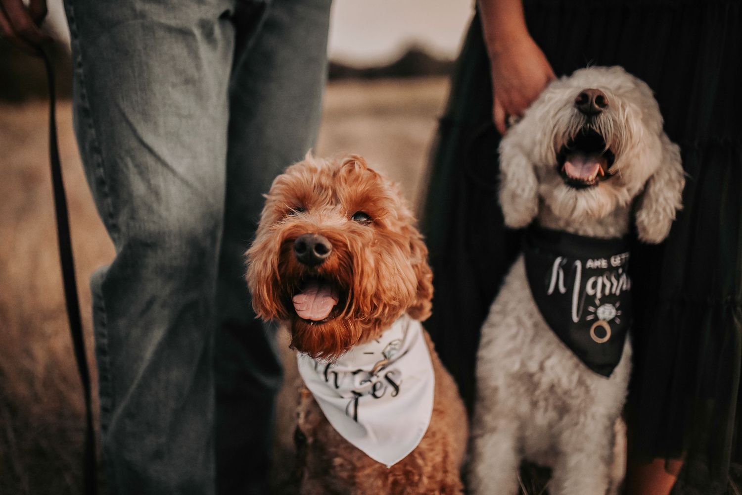 two cute fur babies wearing bandanas that say my parents are getting married and she said yes for their mom and dad's engagement photos