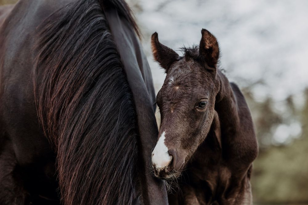 Close-up portrait of a young dark foal with a white blaze standing next to its mother's side.