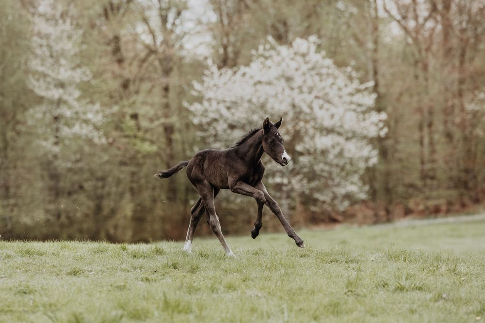 Young dark foal gallops playfully across a spring meadow with blooming trees in the background.