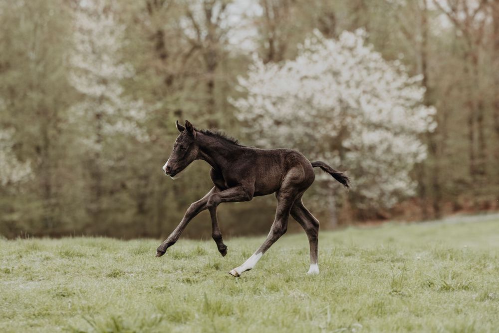 Paint horse foal running on a spring field