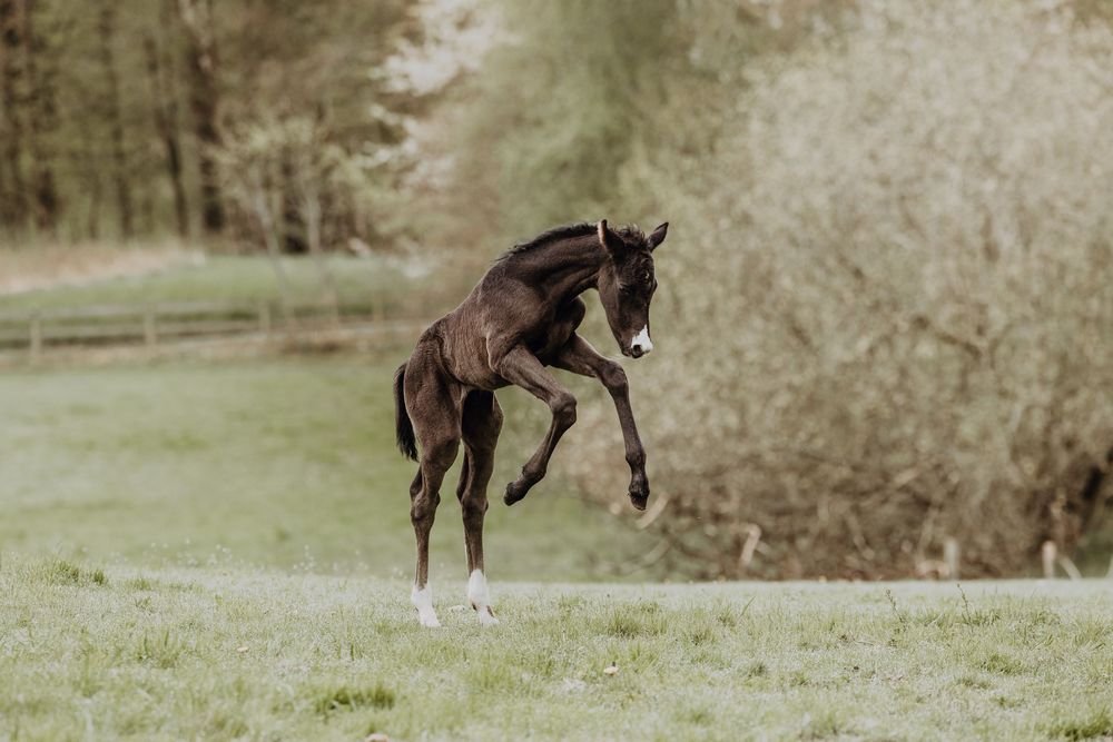 Dark horse gallops playfully through a sunlit meadow in five consecutive action shots.