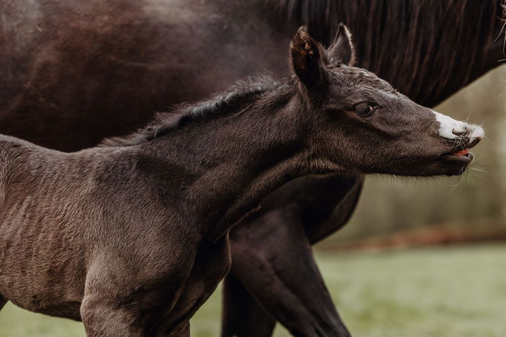A young dark brown foal with a playful expression running in a field on a misty day.
