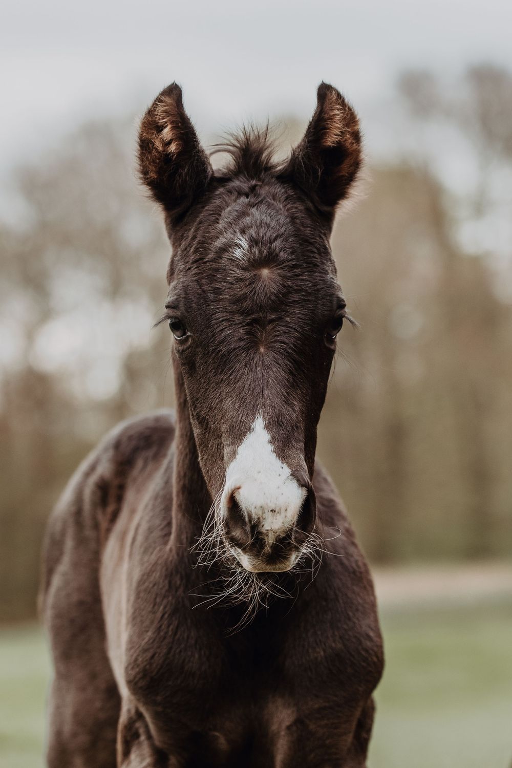Close-up portrait of a dark brown foal with perked ears and white blaze marking on its face looking at camera.