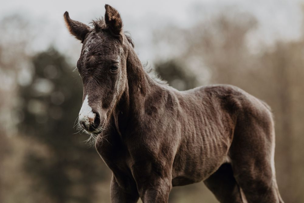 A young dark brown foal stands gracefully in a misty field with soft natural lighting in the background.