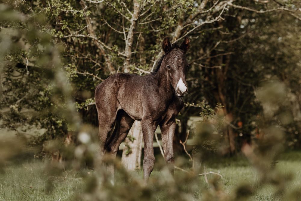 A dark brown horse stands in a lush forest clearing surrounded by trees and natural foliage.