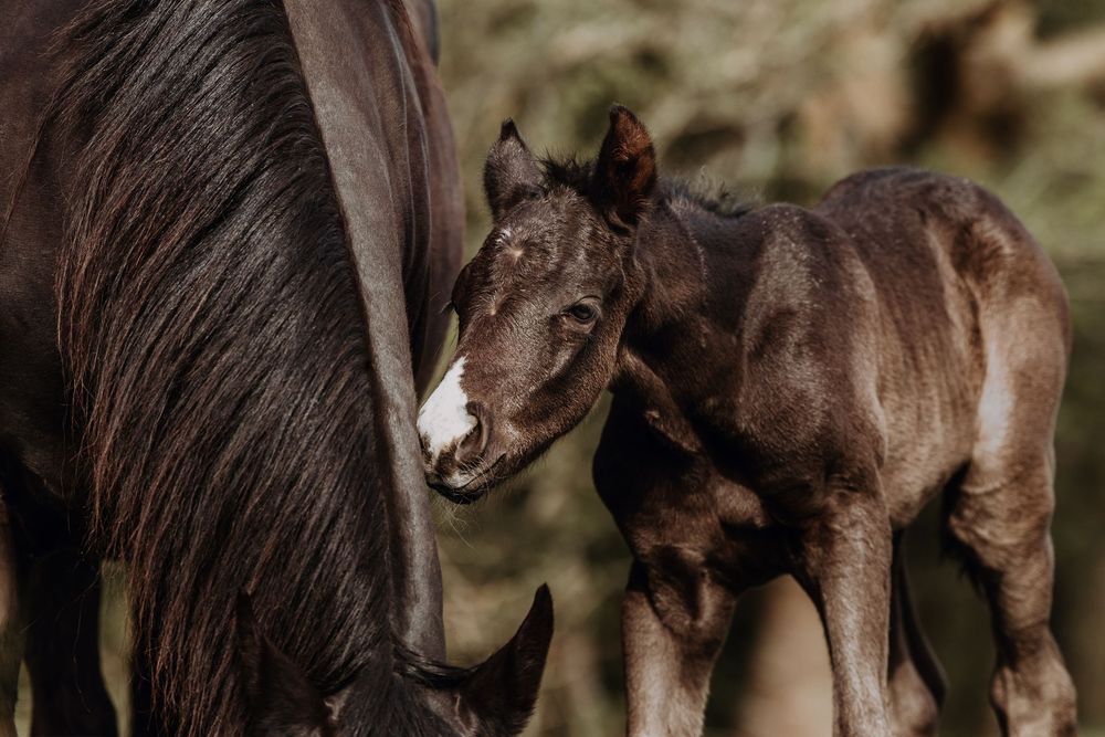 A dark brown painthorse foal stands close to its mother in a natural outdoor setting.