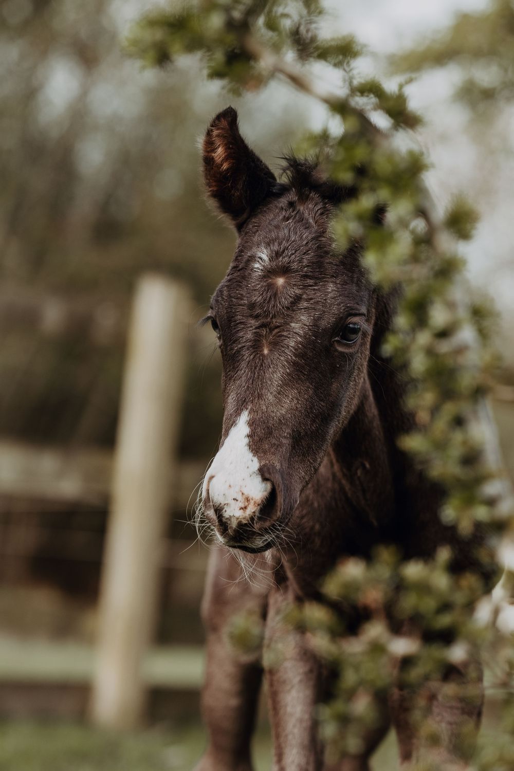 Close-up portrait of a dark brown foal with a white snip marking on its face, looking inquisitively at the camera.