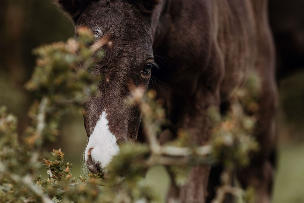 A dark brown horse with a white snout grazes among green foliage in a close-up shot.