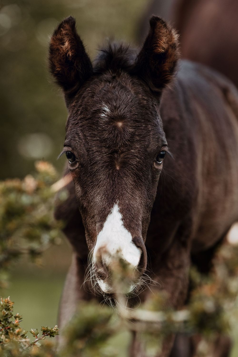 Close-up portrait of a dark brown foal with white blaze marking and curious eyes.