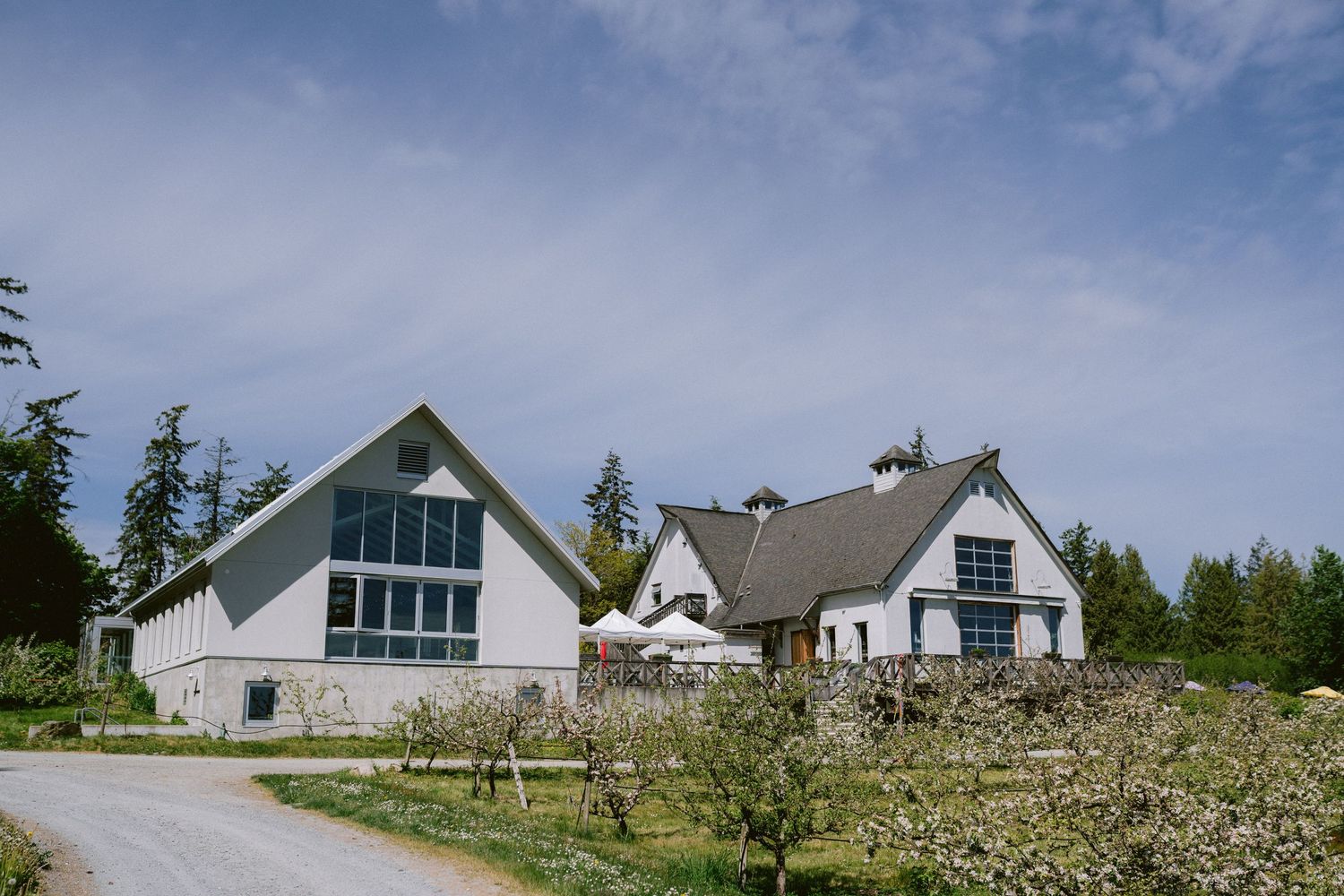 Contemporary white farmhouse buildings with large windows sit along a gravel road amidst blooming orchards in springtime.