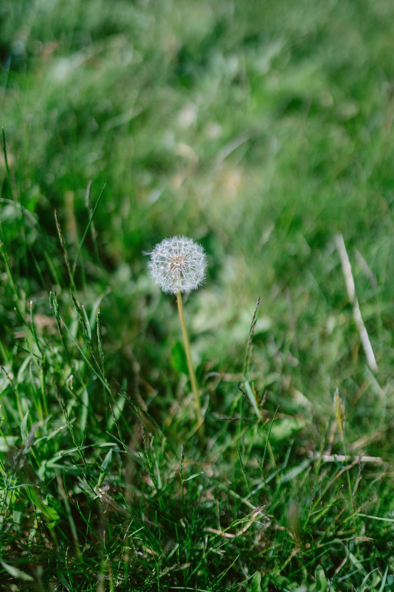 A single white dandelion seed head stands tall against a soft green grassy background in shallow focus.
