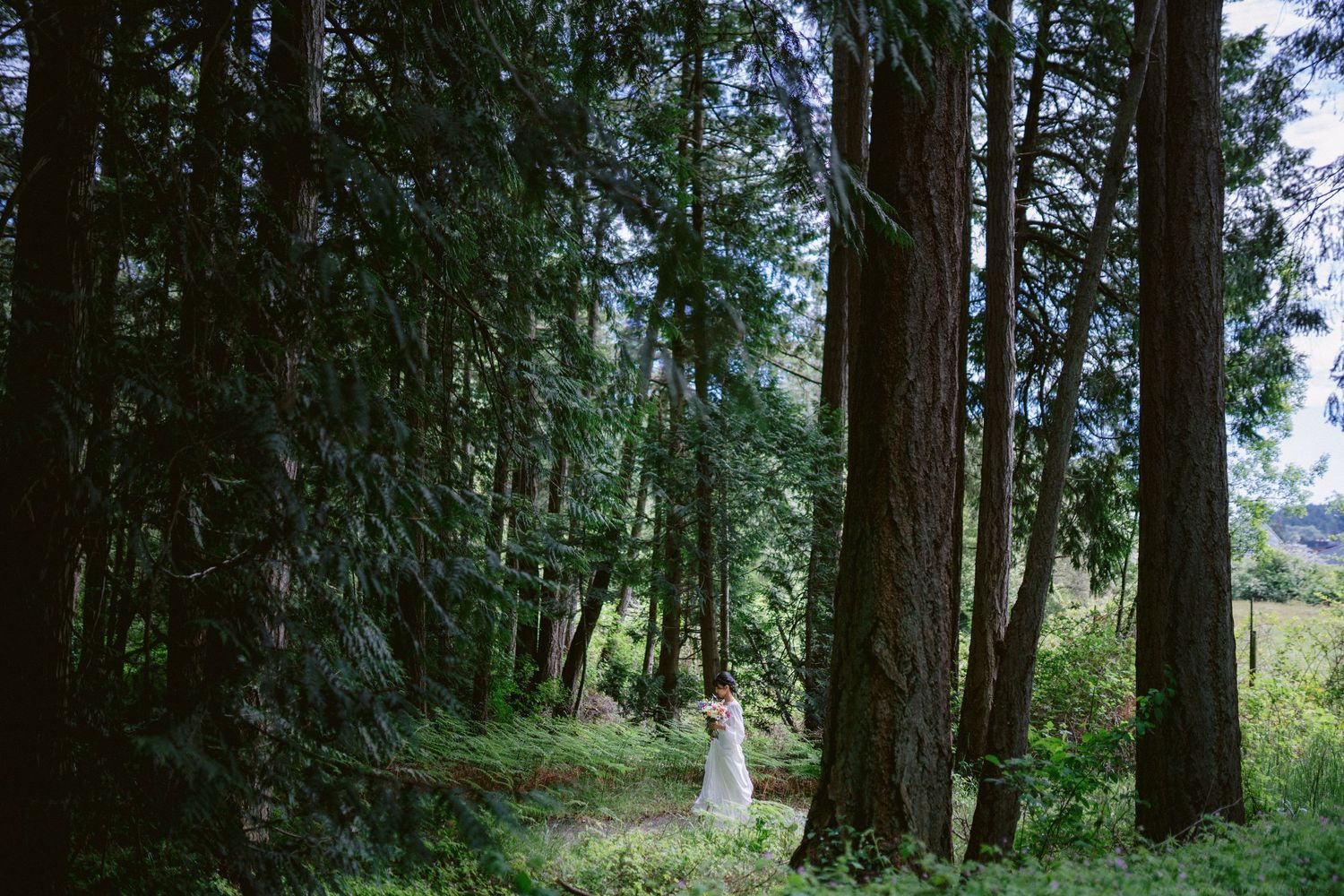 A dreamy forest path leads through tall evergreen trees with sunlight filtering through the canopy.