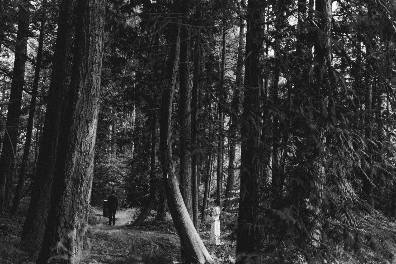 Black and white photo of tall pine trees in forest with pathway leading through.