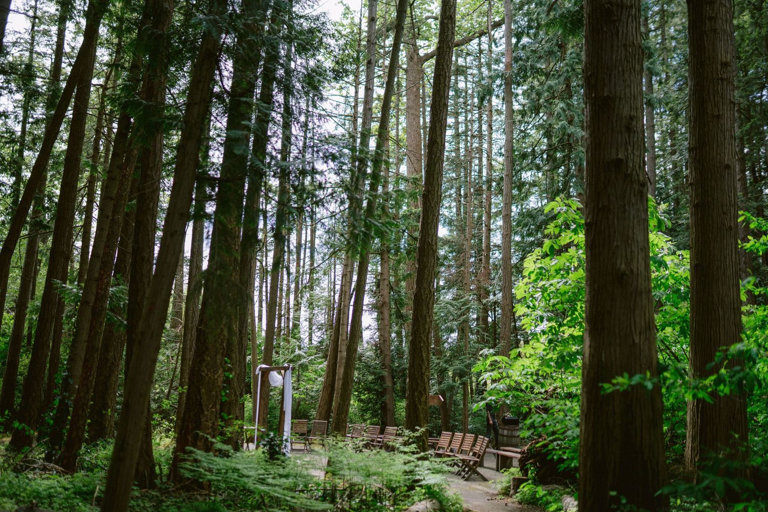 A pathway winds through tall evergreen trees in a lush forest with benches along the trail.