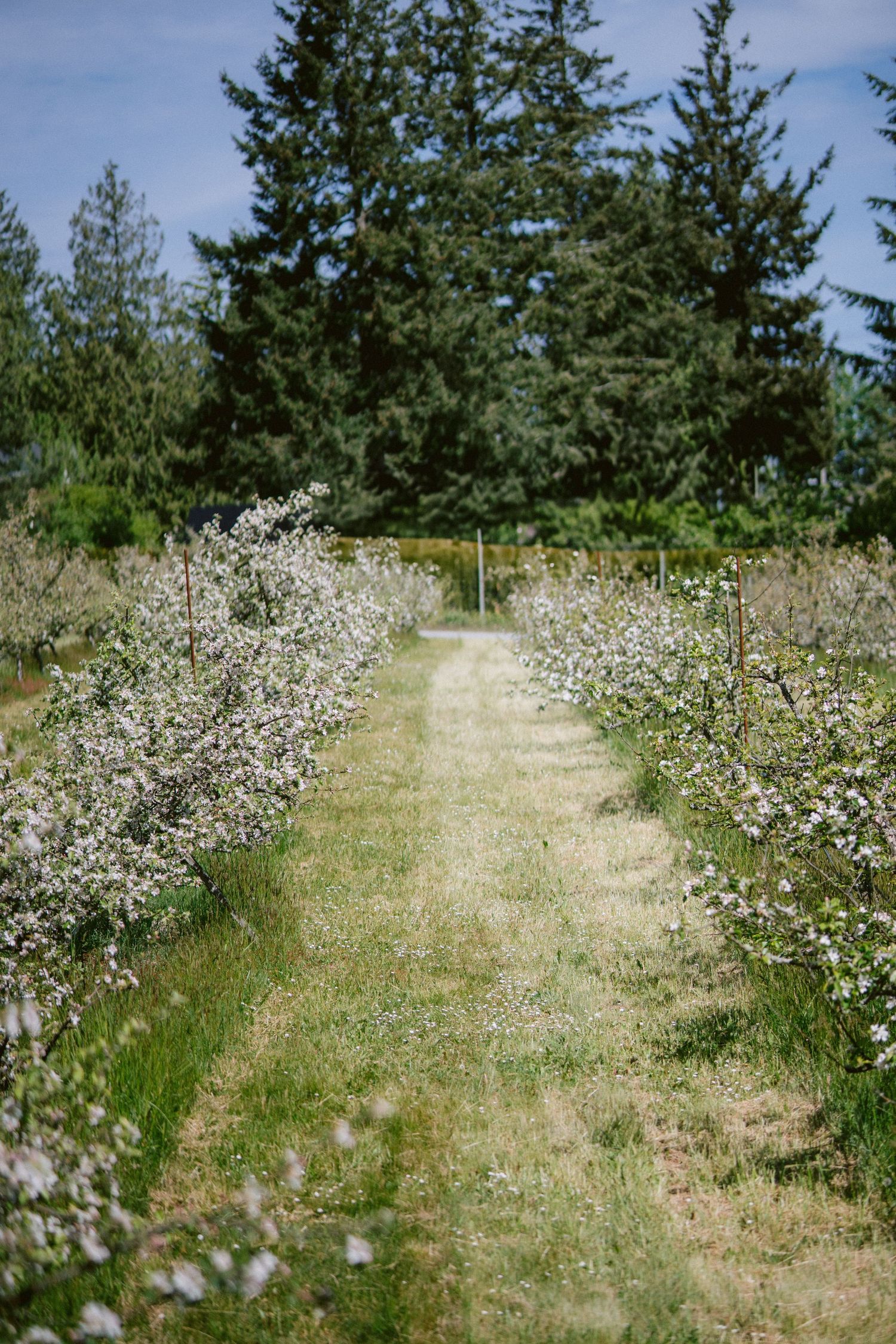 A garden path lined with blooming white flowers and evergreen trees in the background.